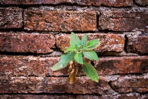Plant Growing From Cracked Wall Bricks Stock Photo Image Of Crack