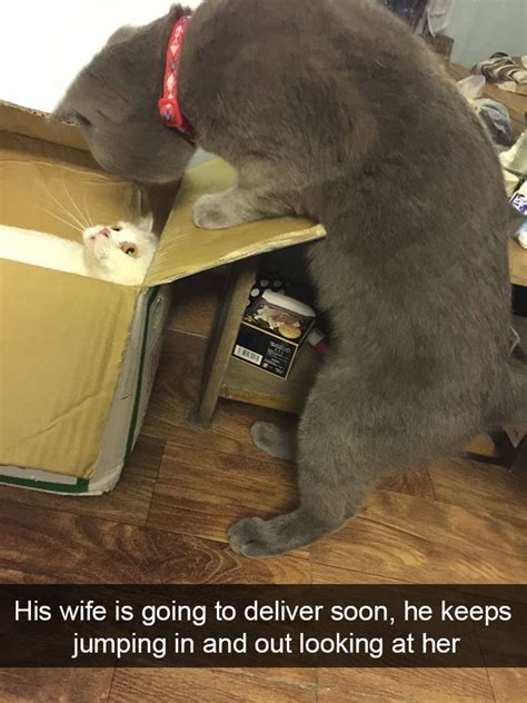 40 Cute Funny Snapchat Animal Pictures That Will Put A Smile On You Face This Season