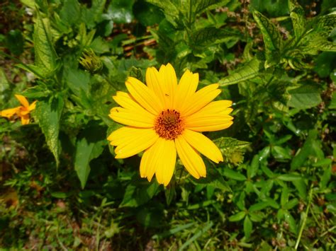 Prostrate stems, 3 oblong leaflets per leaf. Ocracoke Island Journal: Yellow Flowers