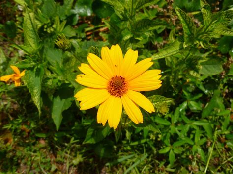 A small finch with a short, conical bill and a small, head, long wings, and short, notched tail. Ocracoke Island Journal: Yellow Flowers