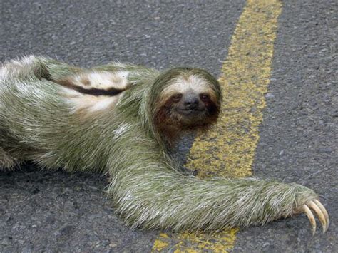 Sloth Rare And Different South American Mammal International Pictures