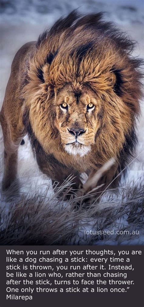 677 Motivational And Inspirational Quotes Lion Images