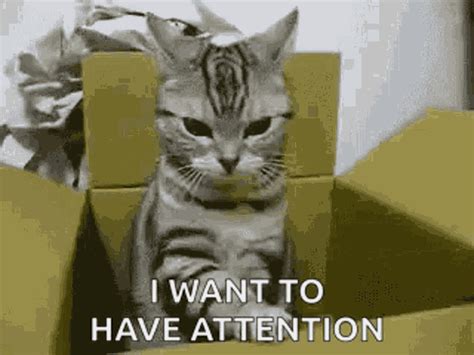 Want Attention Give Me Attention  Wantattention Givemeattention