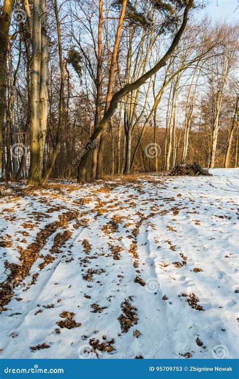 The Road To The Forest Clearing Winter Sunny Day Stock Image Image