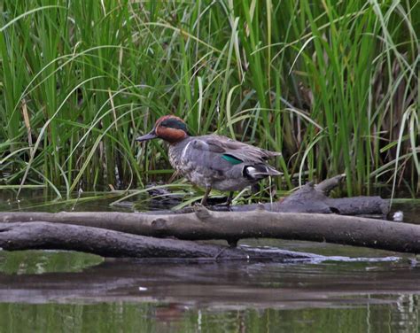 Pictures And Information On Green Winged Teal