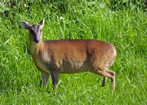 Roys Nature Logbook Muntjac Deer