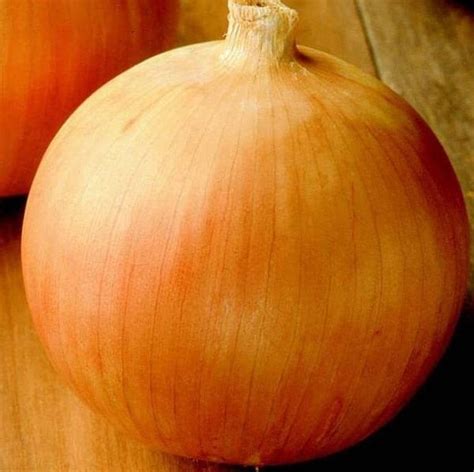 Onion Yellow Spanish Early Heirloom Quick Grower Wendys Garden