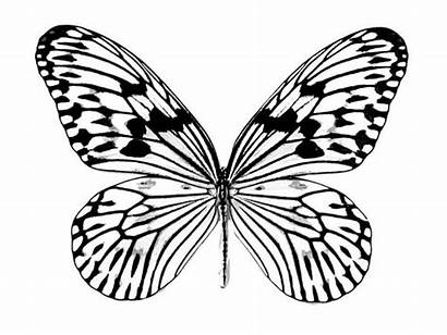 Butterfly Coloring Drawing Realistic Pages