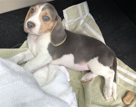 Blue Beagle 8 Weeks Blue Beagle Beagle Animals