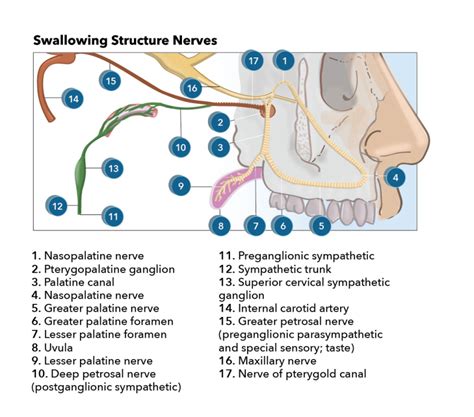 Neuroanatomy Cranial Nerve 7 Facial Statpearls Ncbi Bookshelf