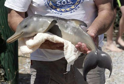 New Born Baby Delfine Delphine Süße Tiere