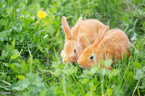 Two Little Rabbits Outdoor Stock Photo Download Image Now Rabbit