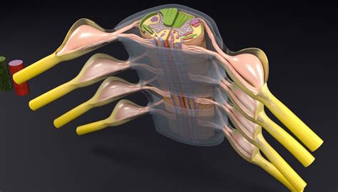 Spinal Cord Transverse Section Coverings Label 3d Model Cgtrader