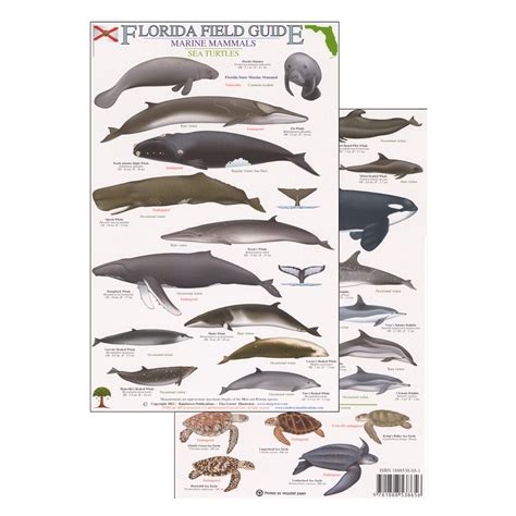 Florida Marine Mammals — RainForest Publications Store