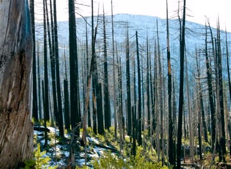 Forest Fire Prevention What You Need To Know Boreal Forest