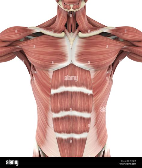 Upper Anterior Muscles Anatomy Stock Photo Alamy