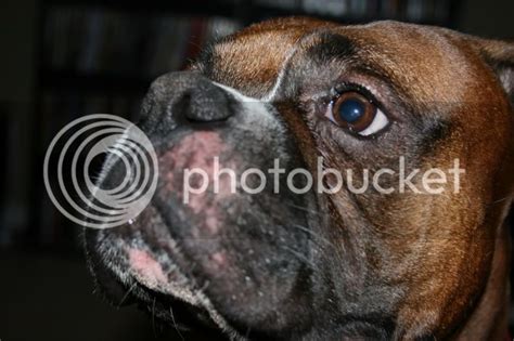 Raw Spot On Face Boxer Forum Boxer Breed Dog Forums