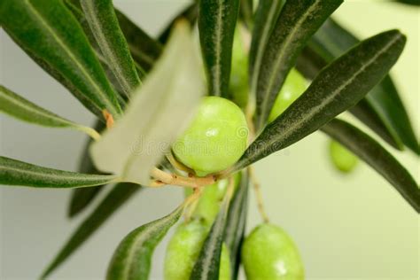 Green Olive On Tree Branch With Leaves And Some Green Olives On Green Gradient Background