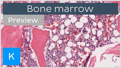 Bone Marrow Location And Labeled Histology Preview