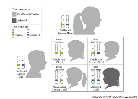 Consider recessive traits on the x chromosome. Autosomal recessive inheritance | My46