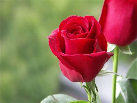 Rosa Bild Good Morning Red Rose Hd Wallpaper Download