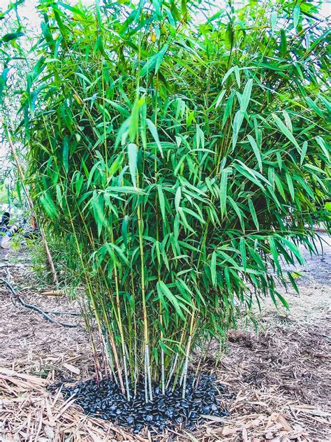 Bamboo Nepalese Blue Plants For Spaces