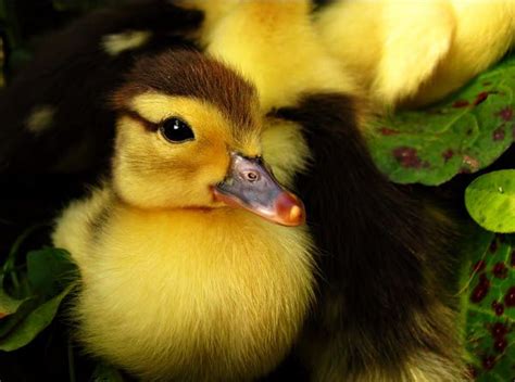 17 Best Images About Adorable Baby Ducks On Pinterest