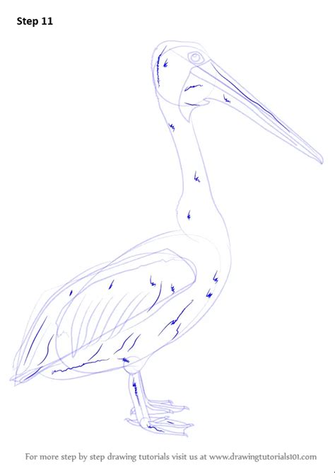 Learn How To Draw An Australian Pelican Seabirds Step By Step