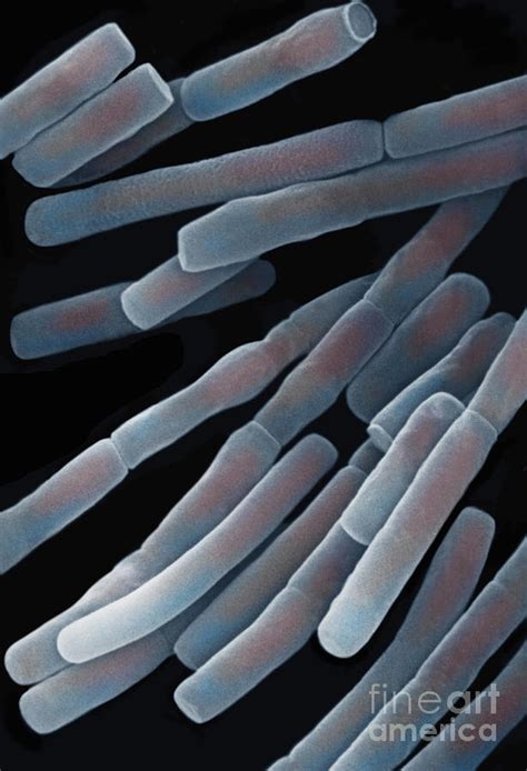 Bacillus Megaterium Bacteria Photograph By Dr Richard Kessel And Dr