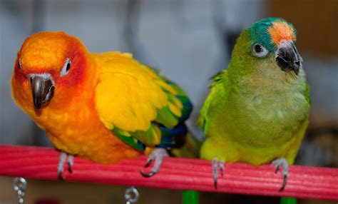 Types Of Conures A Guide To 10 Popular Choices Of Pet Conure Parrots