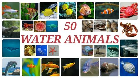 50 Water Animals In English With Pictures Youtube