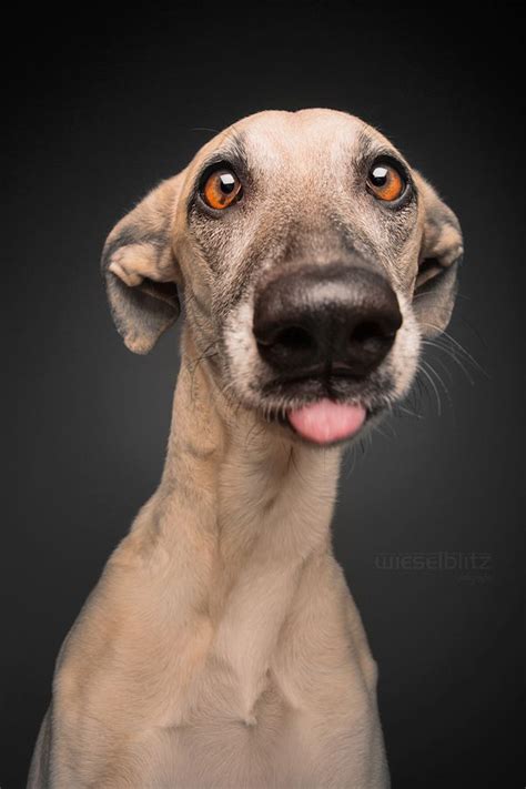 The Most Serious Series Of Dog Portraits Youve Ever Come Across