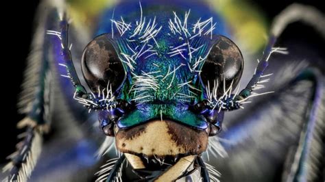 Amazing Insect Close Ups Mental Floss