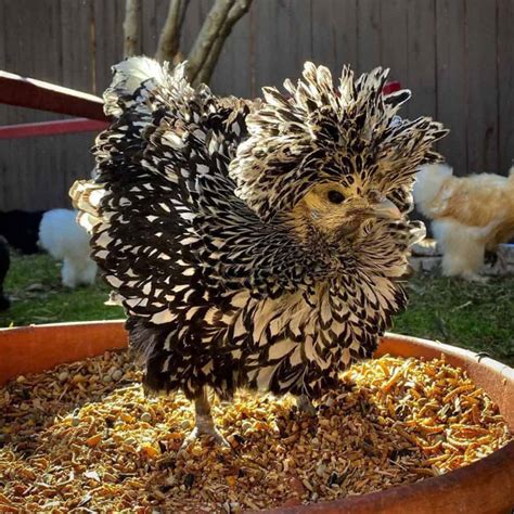Polish Chicken Eggs Height Size And Raising Tips