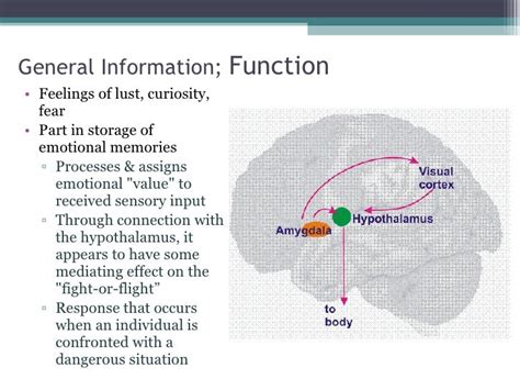 Psych Amygdala Presentation