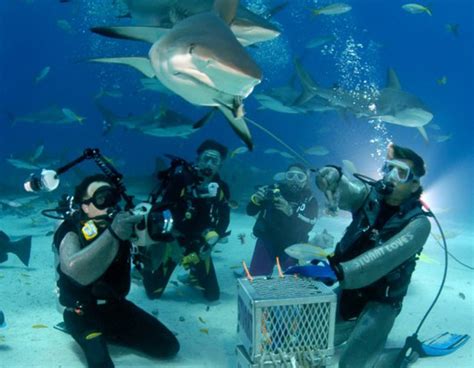 Nassau Shark Scuba Diving Adventure Bahamas Cruise