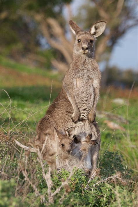 Hawker Kangaroo Animals Beautiful Cute Animals Australian Animals