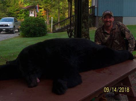 Maine Bear Hunts At Conklins Lodge And Camps