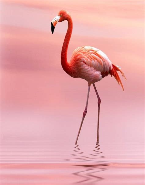 Flamingo In Pink Flamingo Pictures Flamingo Bird Flamingo