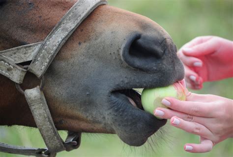 53 Most Random Horse Facts That Will Surprise You 2023