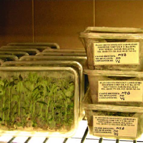 Yayasan sabah) or yayasan sabah group (ysg) is a state sanctioned organisation that was developed to promote educational and economoic opportunities for its people. (PDF) Mass production and quality control of teak clones ...