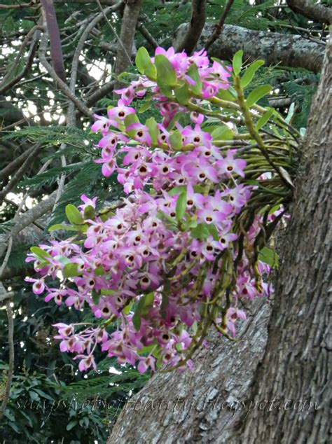Snapshots Of Beauty The Orchid Tree Up The Road