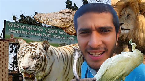 Explore Indias Wildest Zoological Park Nandankanan Odisha Rarest