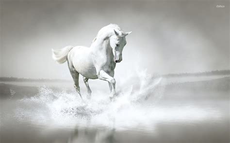 7 White Horse Wallpaper Hd Free Download Images Amashusho