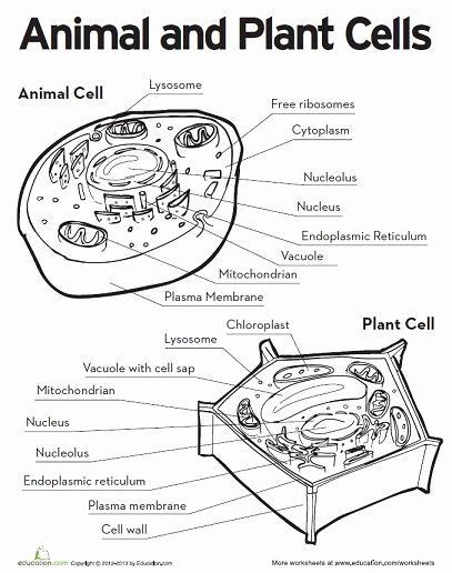 Download Animal Cell Diagram Worksheet Answers Png Sadefreafe