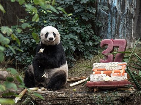 Oldest Living Panda In Captivity Celebrates 37th Birthday With Two