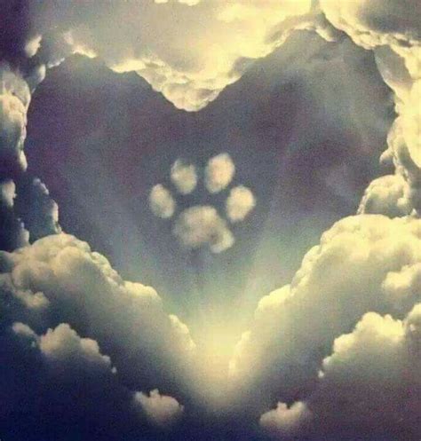 Heaven Awaits All Dogs Dog Love Pets I Love Dogs