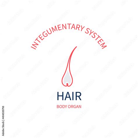 Hair As Part Of Integumentary System Human Anatomy Infographic Poster