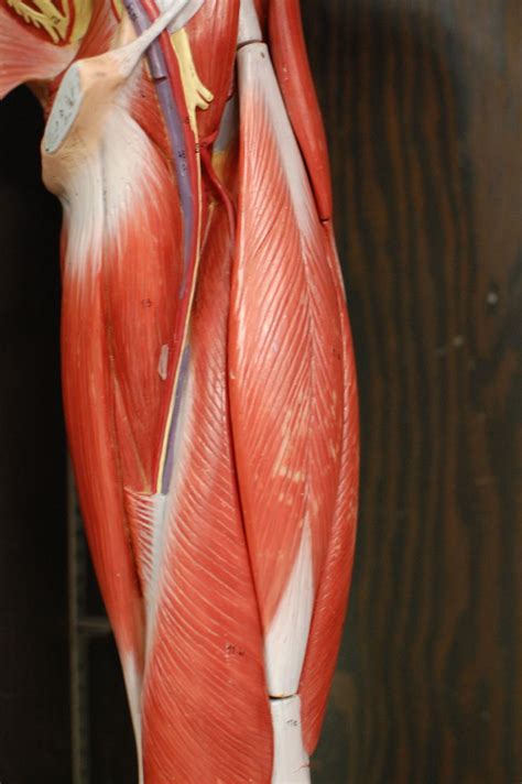Human Anatomy Lab Muscles Of The Leg