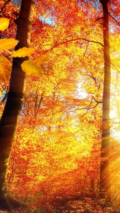 Red Yellow Autumn Leaves Trees With Sunbeam 4k Hd Nature Wallpapers